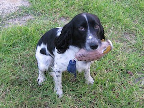 Paua with Dokken launcher dummy from P Gill